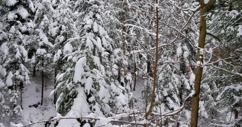 Beautiful old forest covered in snow. Stock Footage 83865249