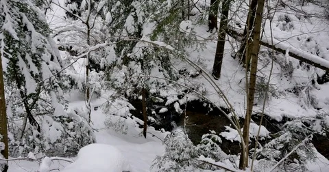 Beautiful old forest covered in snow. Vídeos de archivo 84115124