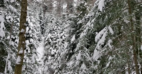 Beautiful old forest covered in snow. 動画素材 84115174
