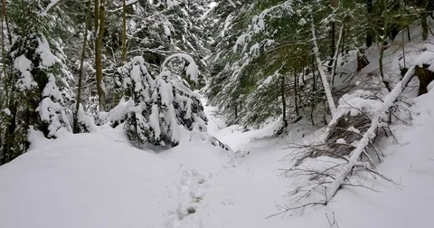 Beautiful old forest covered in snow. Stock Footage 84115583