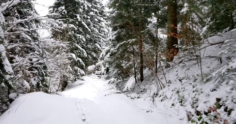 Beautiful old forest covered in snow. Stock Footage 84115671