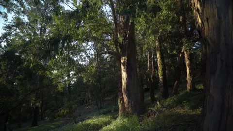 Beautiful old forest trees view with sun and green leafs Video stock 231562987