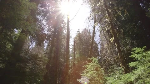 Beautiful old-growth forest Stock Footage 47287761