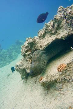 Beautiful old moray eel in the Red Sea and Caribbean Sea Stock Photos