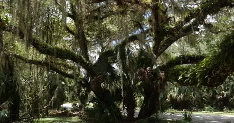 Beautiful old Oak Trees in Florida Stock Footage 161037681