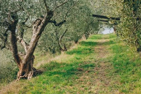 Beautiful old olive trees in a spring garden. Stock Photos