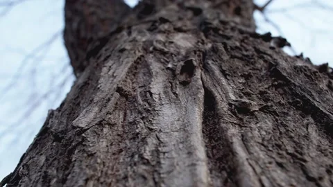 Beautiful Old Pine Tree Trunk And Curvy Branches Low Angle View Stock Footage 234283696
