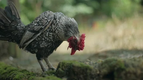 Beautiful old rooster still maintain its beauty, trying to keep standing  Stock Footage 142244894