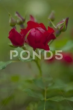 Beautiful old sorte red rose bouquet Stock Photos