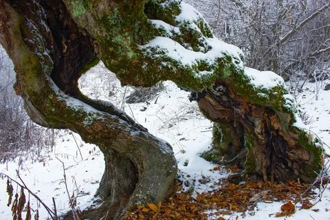 Beautiful old split tree in the winter forest. Stock Photos