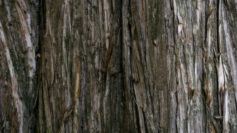 Beautiful old tree bark close-up 스톡 사진
