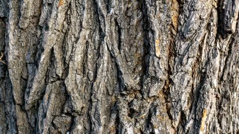 Beautiful old tree bark close-up Stock Photos