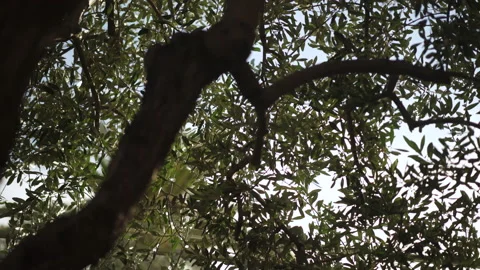Beautiful old tree branches and leaves in city street, 4K urban videography Stock Footage 138323460