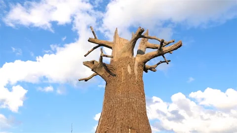 Beautiful old tree. Dry oak trunk. The camera is in motion. Slow motion Stock Footage 119111993