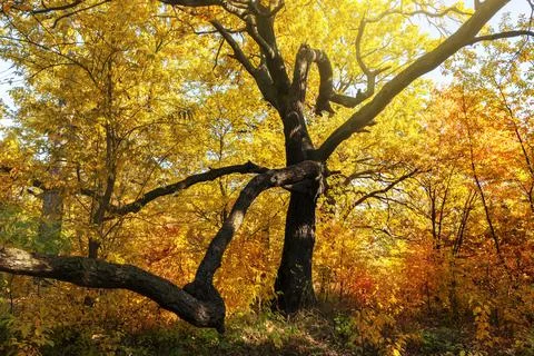 Beautiful old tree in the fall forest 스톡 사진