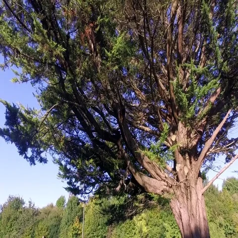 A beautiful old tree Stock Footage 69514966