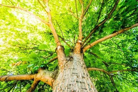 Beautiful old tree with nice branches with green leaves Foto stock