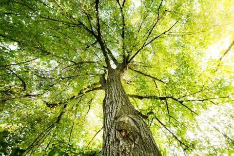 Beautiful old tree with nice branches with green leaves Stock Photos