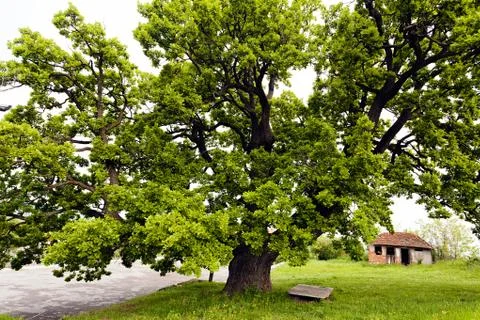 A beautiful old tree Stock Photos