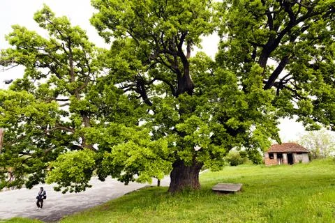 A beautiful old tree Stock Photos