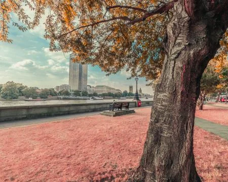 Beautiful old tree by the river Thames path way in Vauxhall Stock Photos