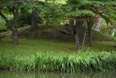 The beautiful old trees with its composition 写真素材