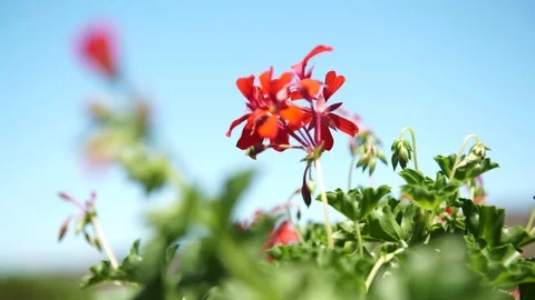 Beautiful oleander flower moving on the wind Vidéo 79881560