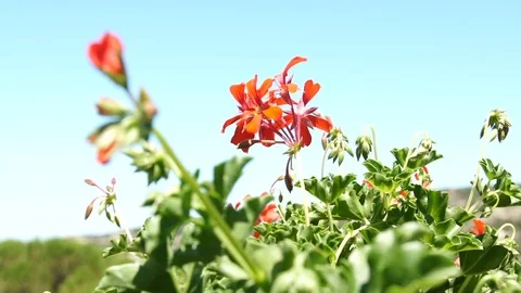 Beautiful oleander flower moving on the wind slowmo Stock Footage 79881609