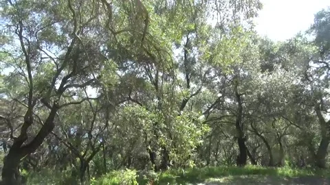 Beautiful olive forest with road Stock Footage 310040017