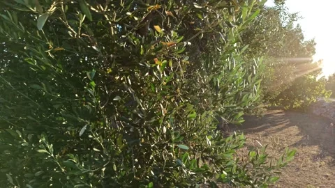 Beautiful olive tree in sunlight, the camera moves around the tree Stock Footage 141128093