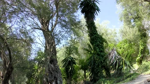 Beautiful olive trees forest trembling gentle by wind during summertime Stock Footage 134174336