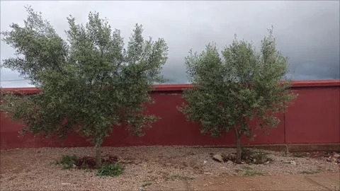 Beautiful Olive Trees Swaying in the Wind Against a Vibrant Red Wall Stock Footage 332367966