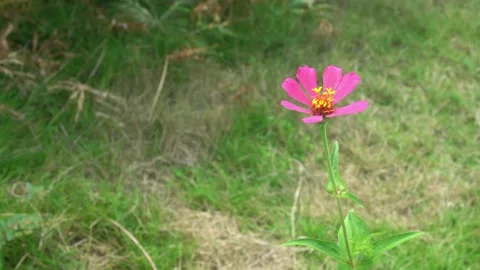 Beautiful one bloom single pink red flower blowing by the wind with meadow 스톡 동영상 231255838