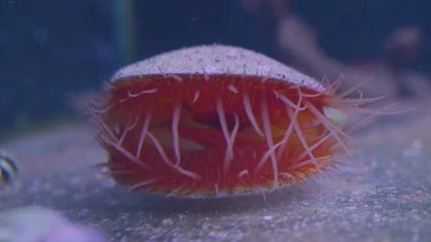 A beautiful open seashell with anemone in displayed in an aquarium Stock Footage 188757832