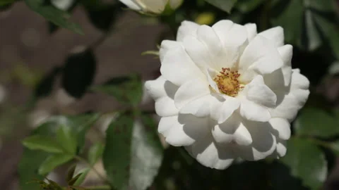 A beautiful opened bud of a white rose on a green background. Stock Footage 247266322