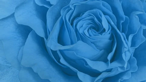 Beautiful opening blue rose background. Holiday, love, birthday design backdrop Stock Footage 155376278