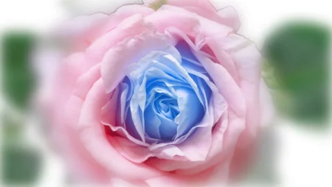 Beautiful opening blue rose on white background. Petals of Blooming blue rose Stock Footage 227038019