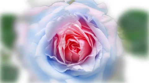 Beautiful opening blue rose on white background. Petals of Blooming blue rose Stock Footage 227409555