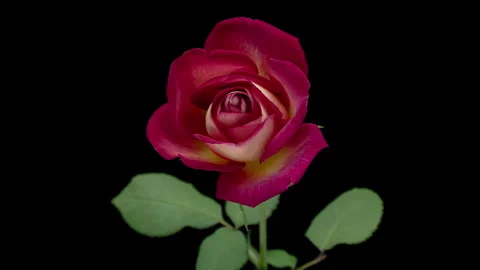 Beautiful opening pink rose on black background. Holiday, love, birthday design Stock Footage 314757888