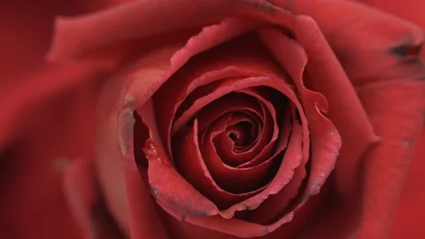 Beautiful opening red rose background. Petals of Blooming red rose flower open Stock Footage 168200360