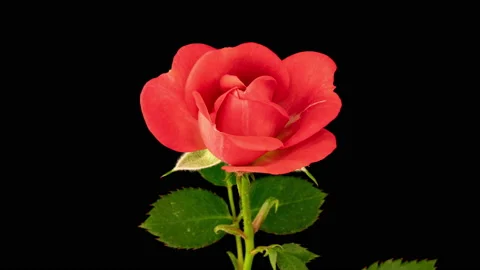 Beautiful opening red rose on black background. Petals of Blooming pink rose Stock Footage 154557339