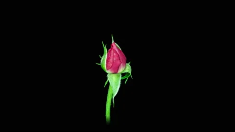 Beautiful opening Red rose on Black background. Petals of Blooming pink rose Stock Footage 220371475