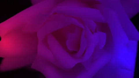 Beautiful opening rose on black background. Petals of Blooming pink and blue ros Stock Footage 164044791