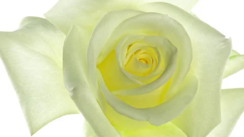 Beautiful opening White rose isolated on white background. Petals of Blooming Stock Footage 166546615