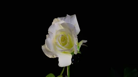 Beautiful opening White rose isolated on black background. Petals of Blooming Stock Footage 167236156