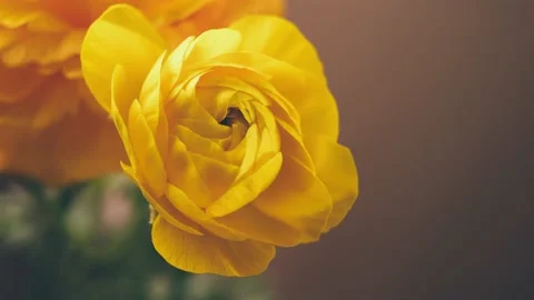 Beautiful opening of yellow ranunculus bud time lapse Stock Footage 171881491