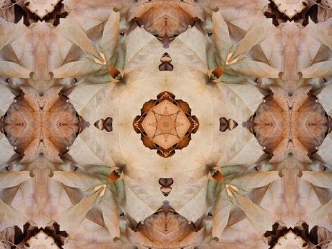 Beautiful optical repeat pattern of dry leaves, foliage and natural plant Fotos de archivo