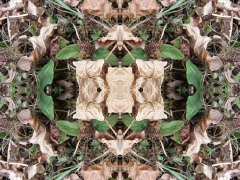 Beautiful optical repeat pattern of leaves, foliage and natural plant textures 스톡 사진