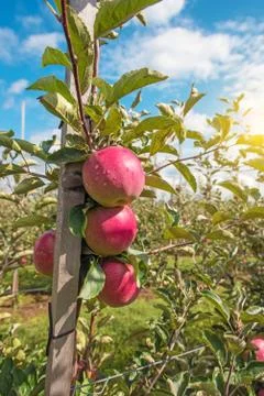 Beautiful optimistic landscape with apples in the apple garden Stock Photos