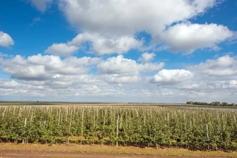 Beautiful optimistic landscape with apples in the apple garden Stock Photos